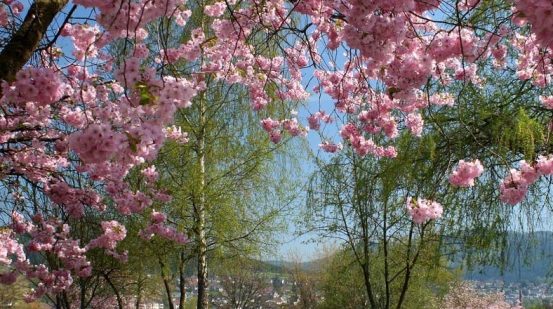 Kurpark in Laasphe mit Kirschblütenbaum